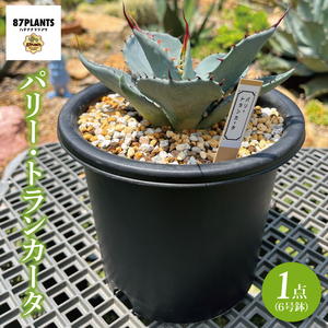 アガベ パリー・トランカータ 6号鉢 鹿嶋市産 実生(KCP-29-b)