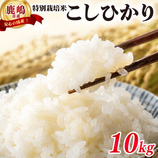 米 こしひかり 10kg 令和7年度産 特別栽培米 米