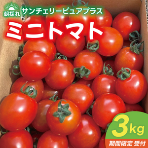 [先行予約]朝採れ サンチェリーピュアプラス ミニトマト 3kg 野菜 フレッシュ 新鮮 BBQ ぷちとまと 酸味 おいしい こども 甘み みずみずしい やさい 産地 直送 茨城 鹿嶋市 超濃厚 甘い 人気 ビタミンC 美味しい 大容量 ギフト 贈り物 産直野菜 農園直送 送料無料 (KAM-30)