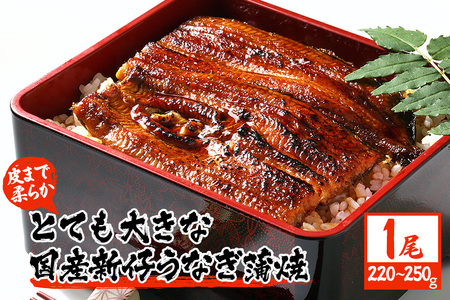 超特大!やわらか 国内産うなぎ蒲焼 220〜250g 1尾 肉厚ジューシー 国産ブランド鰻 ふっくら仕上げ 蒲焼きのタレ・山椒付き 湯煎で簡単調理 うな丼 うな重 ギフト 贈答用 冷蔵配送 国産 茨城県 潮来市 (A23-003)
