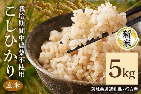 令和7年産新米 玄米 5kg 栽培期間中農薬不使用 こしひかり 茨城県産 米 お米 コメ ご飯 コシヒカリ 食味豊か 甘み 旨み 冷めても 美味しい お弁当 向け 食卓常備 産地直送 茨城県 潮来市 ＜茨城県共通返礼品・行方市産＞ (A03-012)
