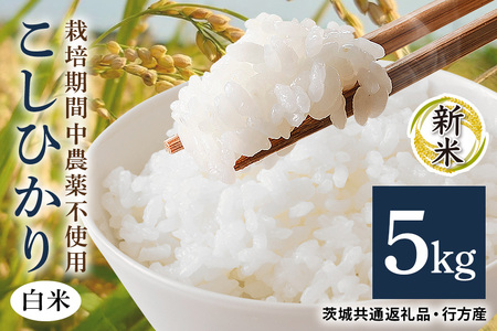 令和7年産新米 白米 5kg 栽培期間中農薬不使用 こしひかり 茨城県産 米 お米 コメ ご飯 コシヒカリ 食味豊か 甘み 旨み 冷めても 美味しい お弁当 向け 食卓常備 産地直送 茨城県 潮来市 [茨城県共通返礼品・行方市産] (A03-014)