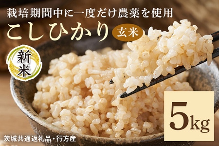 令和7年産新米 玄米 5kg 栽培期間中できるだけ農薬を減らした＜ こしひかり＞ 茨城県産 米 お米 コメ ご飯 コシヒカリ 食味豊か 甘み 旨み 冷めても 美味しい お弁当 向け 食卓常備 産地直送 茨城県 潮来市 ＜茨城県共通返礼品・行方市産＞ (A03-017)