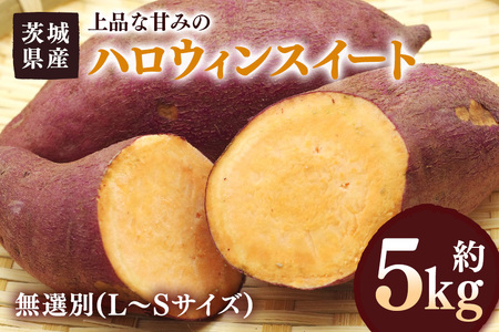 ܂ nEBXC[g 5kg I(L`STCY) 錧Y J{`  Ă َq nEB R̊Â XC[c  Tc}C 錧 s (A52-005)