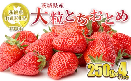 [先行予約]とちおとめ 大粒 250g×4パック[茨城県共通返礼品 石岡市産] 合計約1kg ※2025年1月上旬〜3月下旬頃に順次発送予定