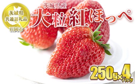 [先行予約]紅ほっぺ 大粒 250g×4パック [茨城県共通返礼品 石岡市産] 合計約1kg ※2025年1月上旬〜3月下旬頃に順次発送予定