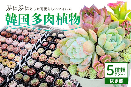 韓国多肉植物 抜き苗 アソート 5種類 詰め合わせ 多肉植物 観葉植物 インテリア 寄せ植え 誕生日プレゼント オシャレ 多肉 観葉 おまかせ セット 植物 苗 種類 色々 ランダム 農園直送 栽培 ガーデニング 寄せ植え用 韓国苗 多肉専科