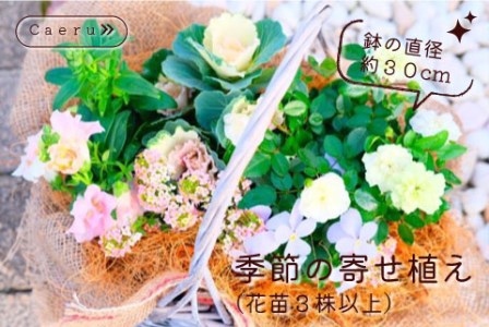 農場直送！】季節の花 寄せ植え | 宮崎県小林市 | ふるさと納税サイト