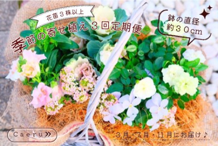 季節の寄せ植え[3回定期便]