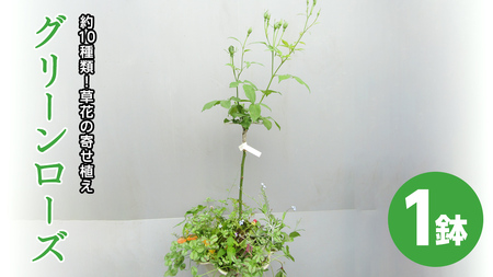 寄せ植え 「 グリーンローズ 」 1鉢 スタンダード バラ ミニバラ 薔薇 花 お花 フラワー ギフト プレゼント [BN024ci]