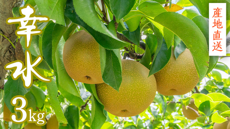 [ 産地直送 ] 幸水 3kg 梨 フルーツ 果物 国産 日本産 梨 ナシ なし 和梨 [CZ006ci]