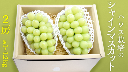 ハウス栽培 の シャインマスカット 2房 ( 約1kg?1.2kg ) 令和8年産 先行予約 [EK002ci]