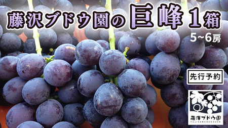 [ 藤澤ブドウ園 ] 自慢 の 巨峰 約2kg 2025年産 先行予約 ぶどう 葡萄[AH002ci]
