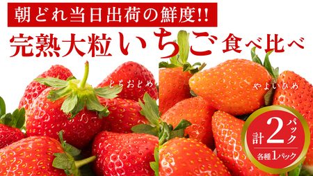 n 悢Ђ E ƂƂ Hה 2pbN s\ 嗱 C`S   t[c ʕ [AF060ci]
