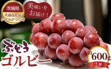 ys\zԂǂ@Sr[@600gi2[jy錧ʕԗi ݂sz No.587