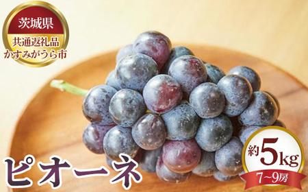 ys\zsI[l@5kgi7`9[jy錧ʕԗi ݂sz No.656