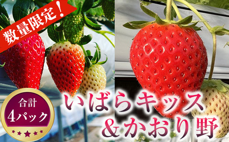 ふるさと納税 1373 かおり野いちご 三重県伊勢市-