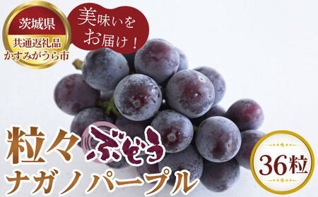 ys\zXԂǂ36@iKmp[vy錧ʕԗi ݂sz No.295