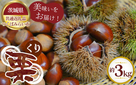 No.300 【先行予約】栗　約3kg【茨城県共通返礼品 つくばみらい市】