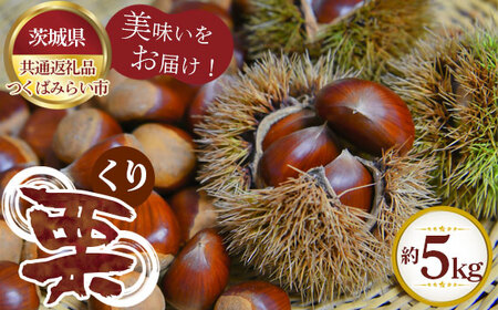 No.305 【先行予約】栗　約5kg【茨城県共通返礼品 つくばみらい市】