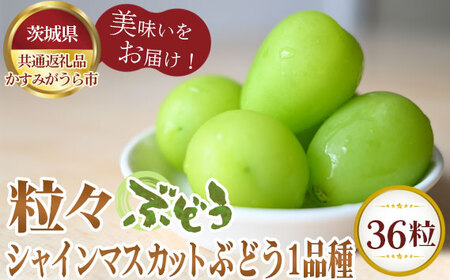 ys\zXԂǂ36@VC}XJbgƂԂǂ1iy錧ʕԗi ݂sz No.309