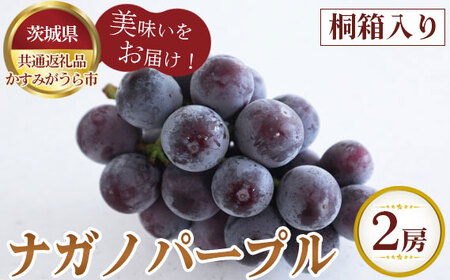 No.323 【先行予約】桐箱入りナガノパープル　2房【茨城県共通返礼品 かすみがうら市】