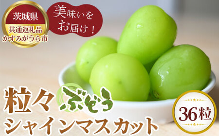 �y��s�\��z���X�Ԃǂ�36���@�V���C���}�X�J�b�g�y��錧���ʕԗ�i �����݂�����s�z No.349