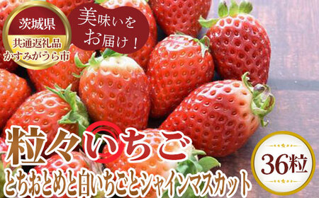 No.363 ys\zX36@ƂƂ߂ƔƃVC}XJbgy錧ʕԗi ݂sz