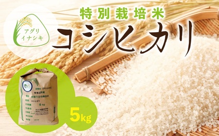 新米[令和6年産]茨城県稲敷市産 特別栽培米 コシヒカリ 5kg×1袋|米 おこめ 精米 農家直送 直送 茨城県 [1102]