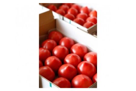 【2602-0100】根本さん家のこだわりフルーツトマト 約2kg