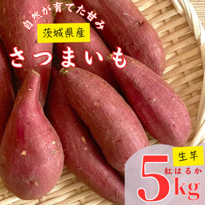 y錧Yz܂ g͂邩 5Kg_ ܂  Tc}C F_y1437615z