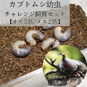 カブトムシ幼虫チャレンジ飼育セット(5匹)[オス3匹/メス2匹]_ ペット用品 地域サービス _