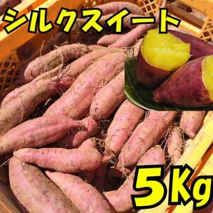 ܂(VNXC[g5kg)_ ܂  Tc}C F_y1597491z