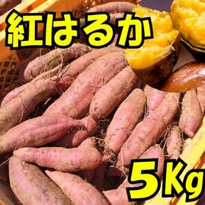 ܂(g͂邩)5kg_ ܂  Tc}C F_y1597505z