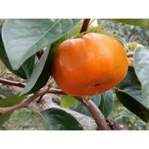 �` ����(�킹) 3��Z�b�g 9�`12��(��3.5kg)�y1698830�z