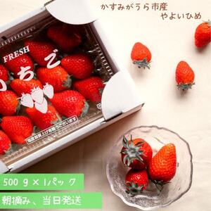 やよいひめ 朝摘み・当日発送 500g×1パック[配送不可地域:離島・沖縄県]