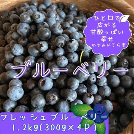 かすみがうら市特産 フレッシュブルーベリー 300g×4パック_果物・フルーツ ブルーベリー _[配送不可地域:離島]