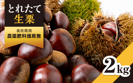 とれたて生栗 熊本県産 完全無農薬 大量10kg 期間限定-