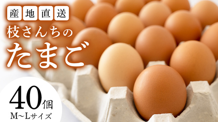 枝さんちのたまご 40個 (M〜L40個) 産地直送 たまご 玉子 生卵 鶏卵 タマゴ 平飼い 桜川市産 茨城県産 [BT007sa]