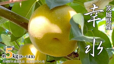 梨 幸水 約 5kg 8玉～14玉 (茨城県共通返礼品 かすみがうら市)[DH001sa]