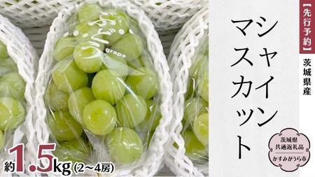 【先行予約】 茨城県産 シャインマスカット 約1.5kg（2～4房）(茨城県共通返礼品 かすみがうら市) (2025年9月中旬発送開始) 久保田果樹園 産地直送 フルーツ 甘い 直送 茨城 限定 ギフト ぶどう シャインマスカット 果物 [DH009sa]