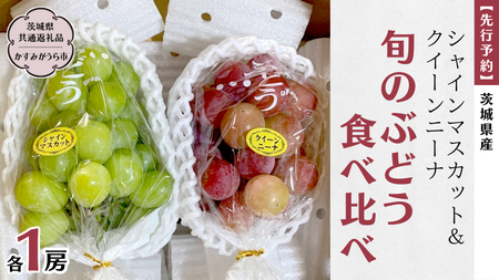 [先行予約] 茨城県産 シャインマスカットとクイーンニーナ 旬のぶどう食べ比べ 各1房 (茨城県共通返礼品 かすみがうら市) (2025年9月中旬発送開始) 久保田果樹園 産地直送 フルーツ 甘い 直送 茨城 限定 ギフト ぶどう シャインマスカット クイーンニーナ 食べ比べ 詰め合わせ 果物 [DH010sa]