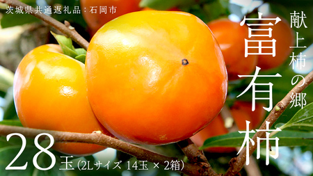 `̋ xL` 28 ( 2LTCY 14 × 2 ) ( 錧ʕԗi Ήs )  [EZ003sa]