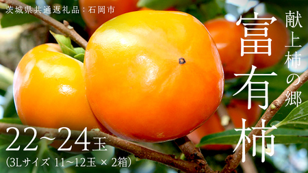 `̋ xL` 22 ` 24 ( 3LTCY 11 ` 12 × 2 ) ( 錧ʕԗi Ήs ) 2025N11{Jn ʌ ʕ  t[c ` [EZ004sa]