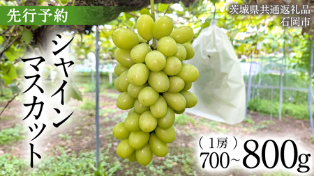 【2025年9月上旬発送開始】 シャインマスカット 700g ～ 800g ( 1房 )( 茨城県共通返礼品 石岡市 ) 数量限定 フルーツ 果物 マスカット ぶどう 葡萄 ブドウ 旬 国産 産地直送 [FB007sa]