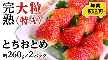 y12/17܂ł̐\ŔNɂ͂Izn ƂƂ 260g×2pbN N͂ Y  C`S  ʕ t[c 錧Y KEK[BC079sa]