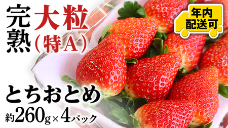 y12/17܂ł̐\ŔNɂ͂Iz n ƂƂ 260g×4pbN N͂ Y  C`S  ʕ t[c 錧Y KEK[BC080sa]