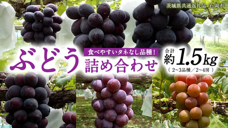 旬 の「種なし ぶどう 詰め合わせ 約 1.5kg ( 2房 〜 4房 ) ご家庭用 [茨城県共通返礼品/石岡市] 葡萄 ブドウ 種無し [FB010sa]