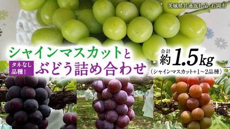 「 シャインマスカット 」と旬の「 種なしぶどう 」 詰め合わせ 約 1.5kg 【茨城県共通返礼品/石岡市】 葡萄 ブドウ 種無し [FB012sa]