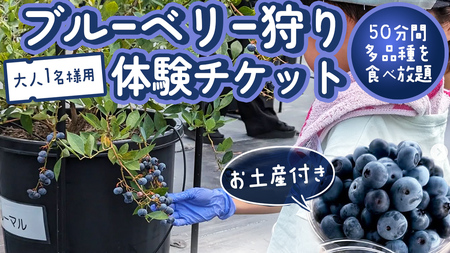 [寄附受付は2025年8月5日まで] ブルーベリー狩り 体験チケット [大人1名様プラン お土産付き] ブルーベリー ベリー 食べ比べ 食べ放題 収穫 収穫体験 体験 チケット 招待券 レジャー 観光 旅行 ふれあい お土産 おみやげ 持ち帰り テイクアウト 多品種 果実 果物 くだもの フルーツ 自然 農業 茨城県 桜川市 [DZ006sa]